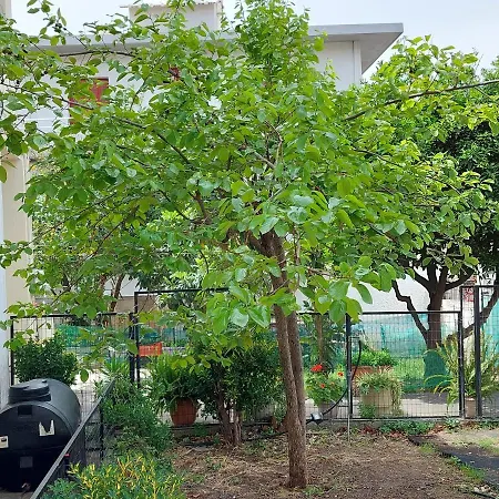 Casa vacanze Sonia *